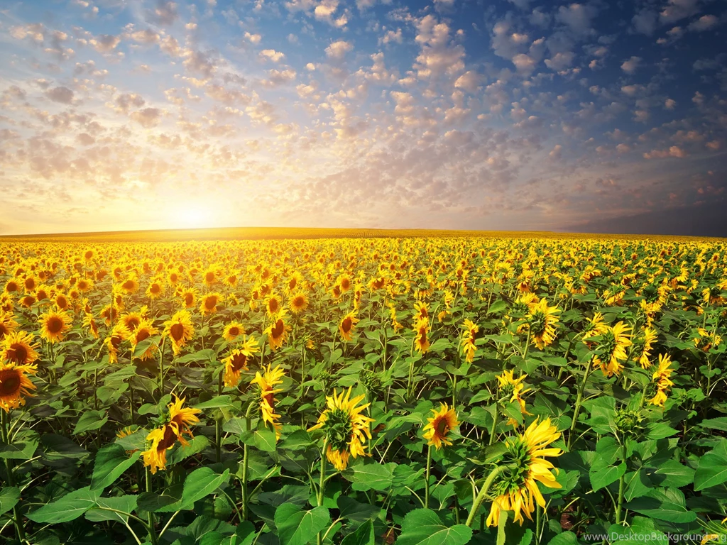 Download Sunflower Sunset Wallpapers HD Resolution
