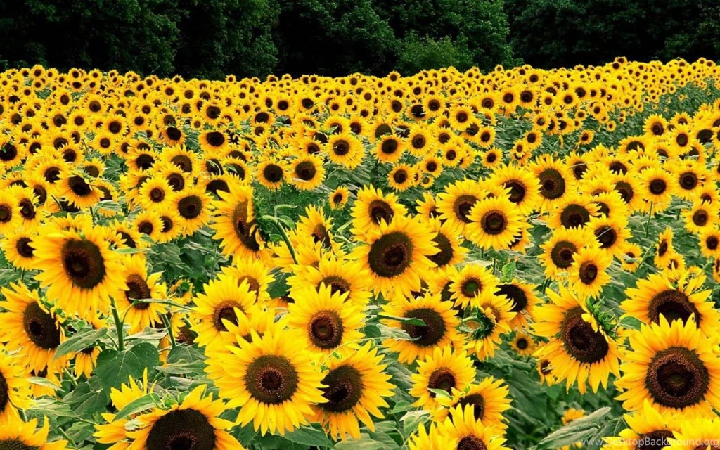 Sunflowers Fields 1440x900 Wallpapers, 1440x900 Wallpapers ...
