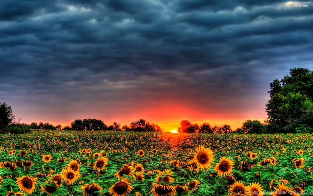 Sunset Over The Sunflower Field Wallpapers