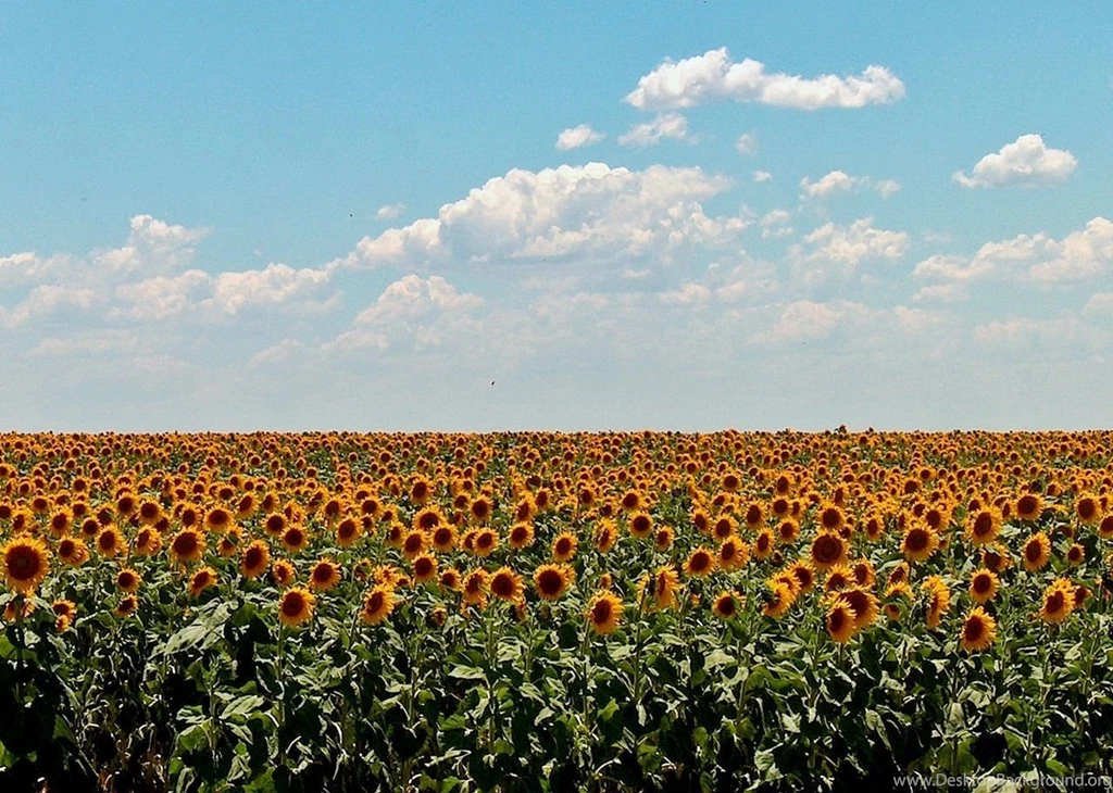 Sunflower Field HD Wallpapers