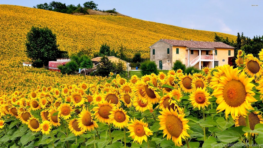 Italy Sunflowers Field Wallpapers World Wallpapers
