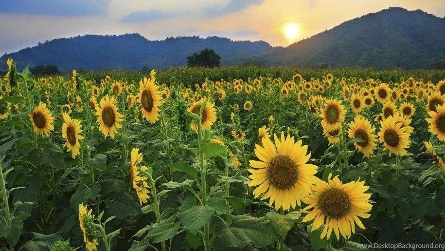 Sunflower Field 24227 Hd Wallpapers : Wallpapers13.com
