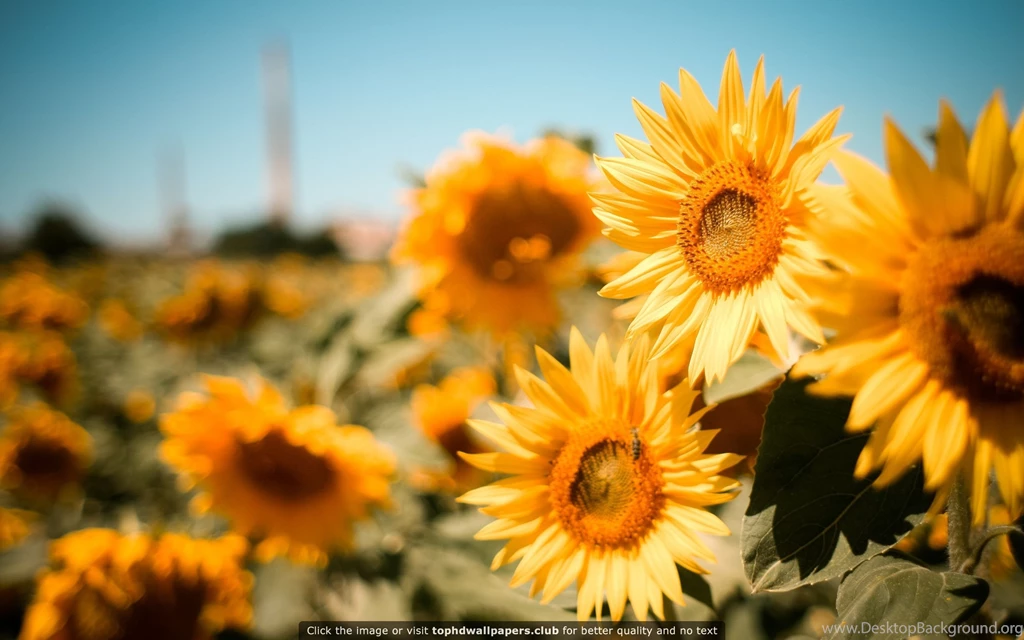 Sunflower Field 4K Or HD Wallpapers For Your PC, Mac Or Mobile Device
