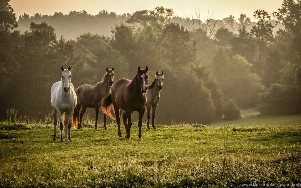 Fall Wallpapers With Horse