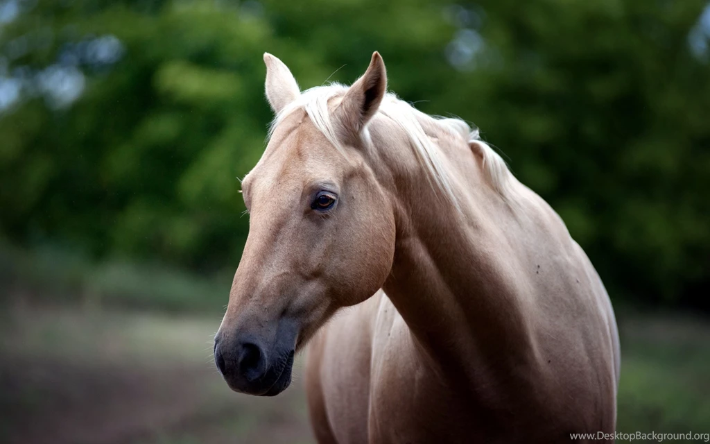 Ultra HD 4K Horse Wallpapers HD, Desktop Backgrounds 3840x2400 ...