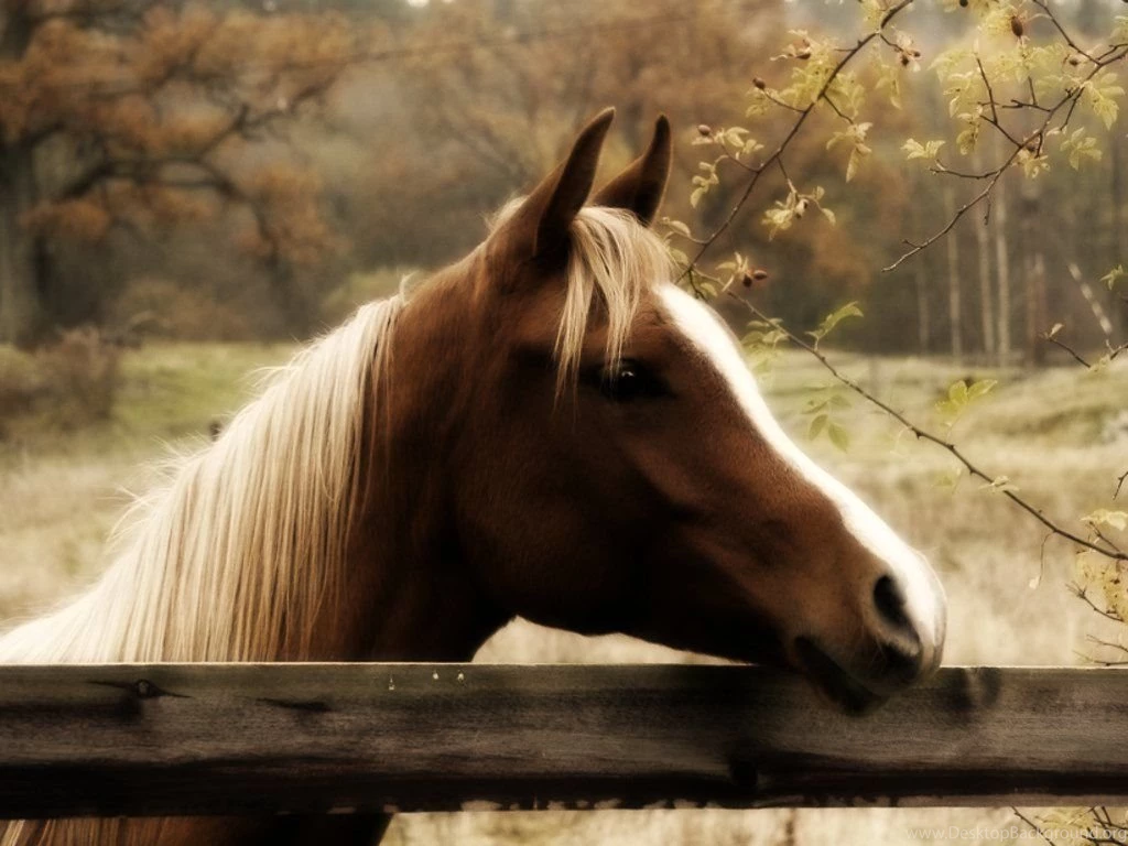 Fall Wallpapers With Horse