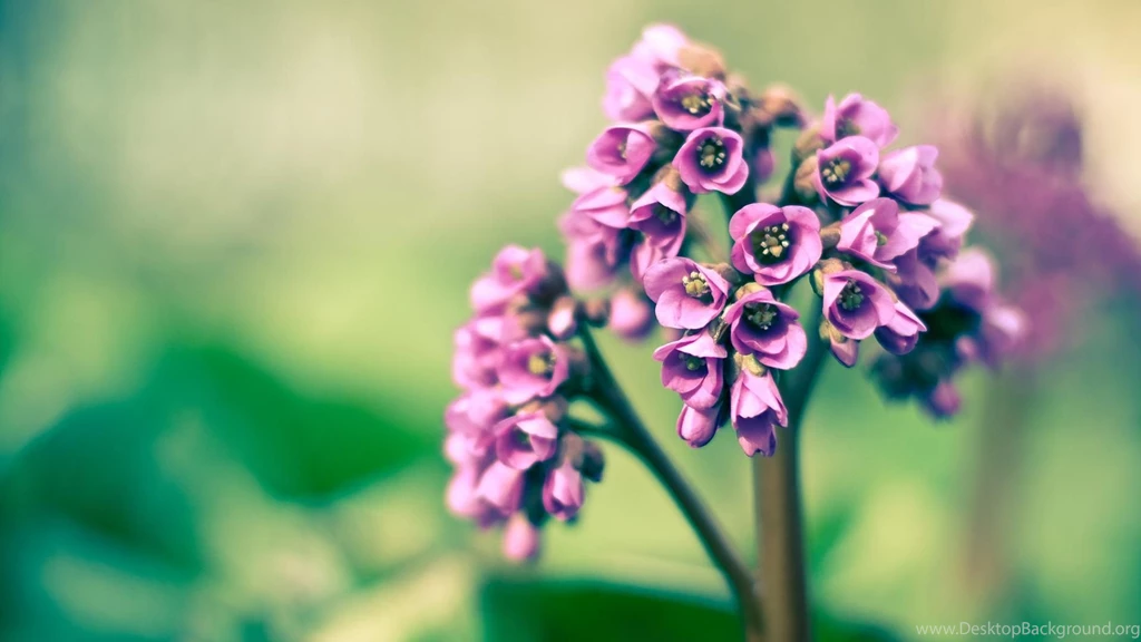 Desktop HD Floral Wallpapers CuteWallpaper.org