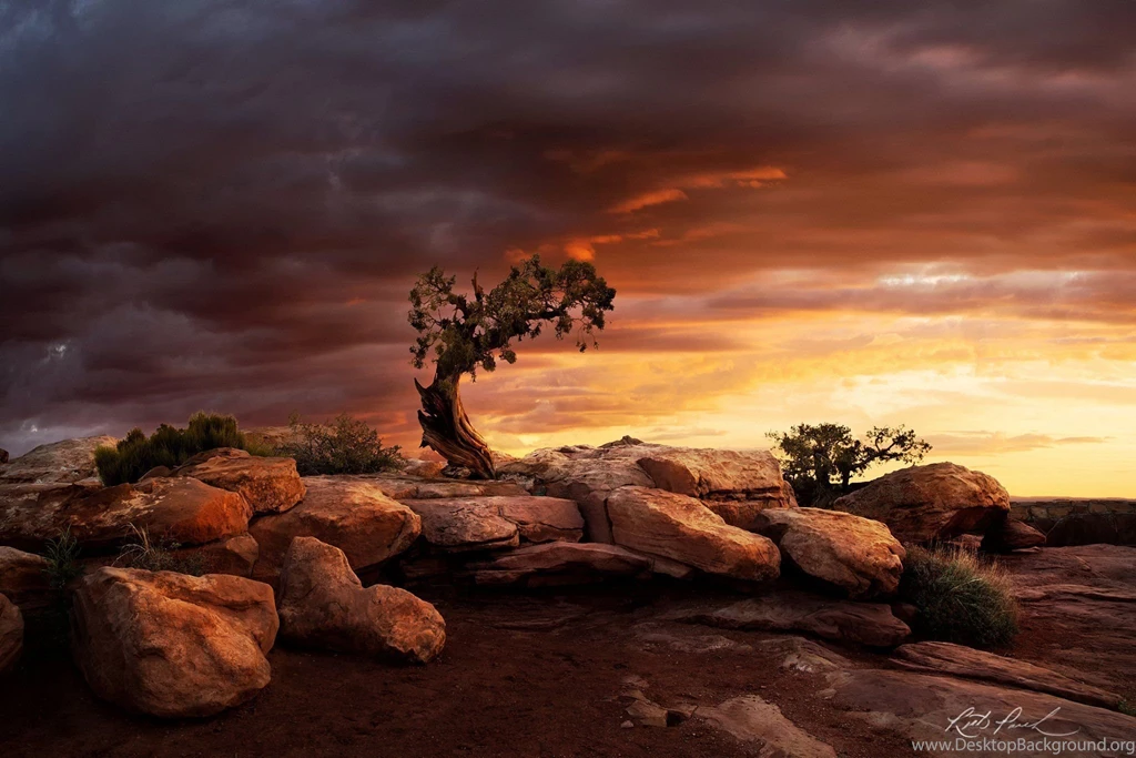 Dead Horse State Park Boulders Rock Moab Tree Lonely Tree Sunrise ...