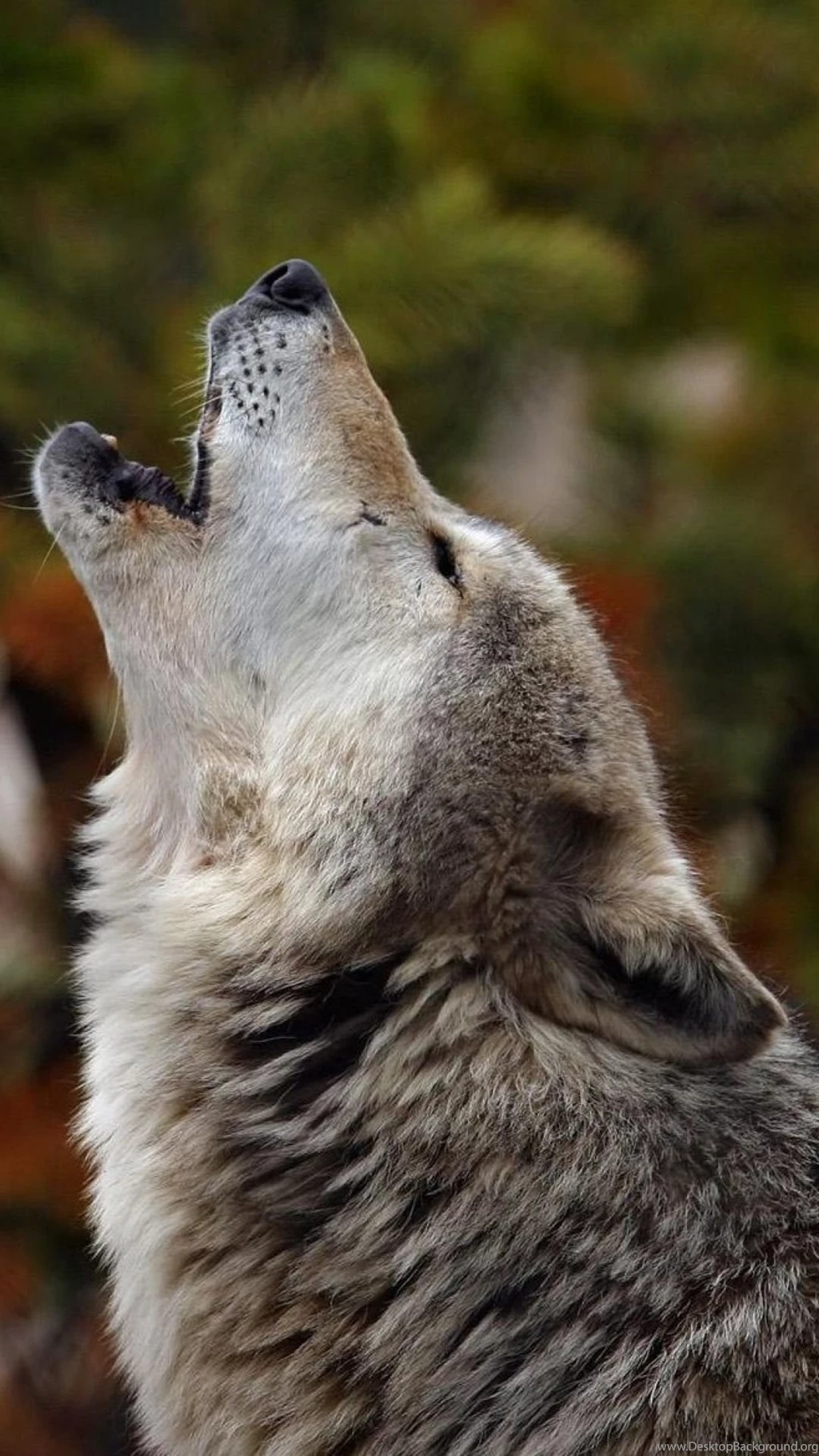 Download Wallpapers 1080x1920 Howling, Wolf, Crying, Dog Sony ...