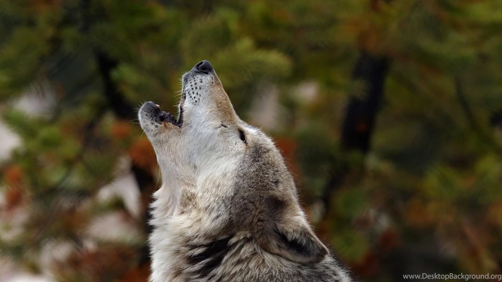 Download Wallpapers 3840x2160 Howling, Wolf, Crying, Dog 4K Ultra ...