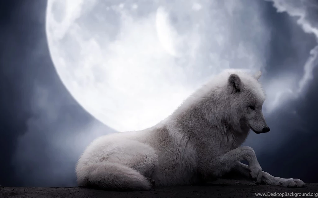 Backgrounds Of A Howling Wolf In Forest