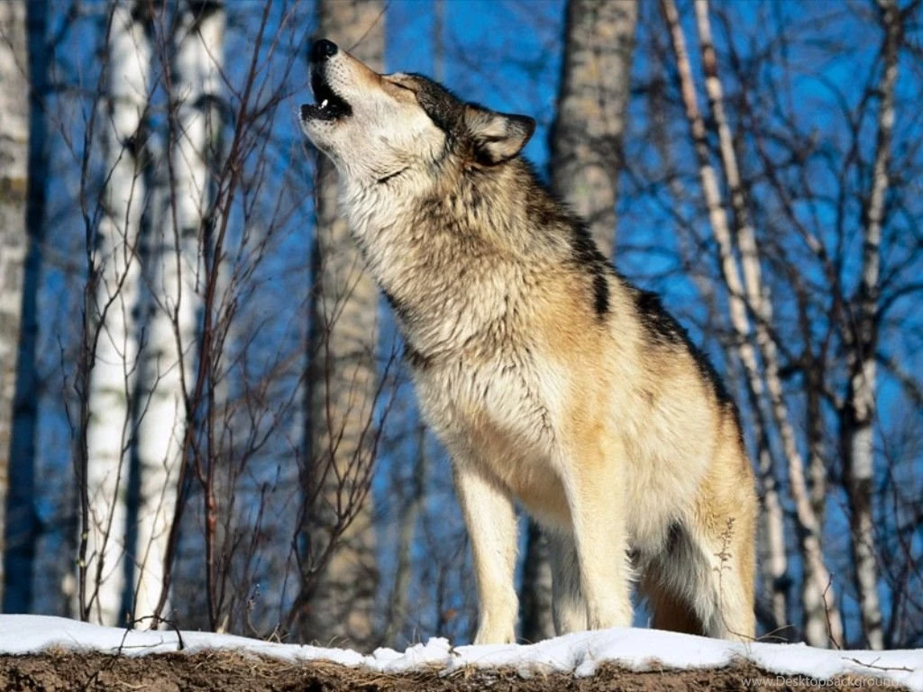 Wolf A Message From One Of Our Spirit Animals