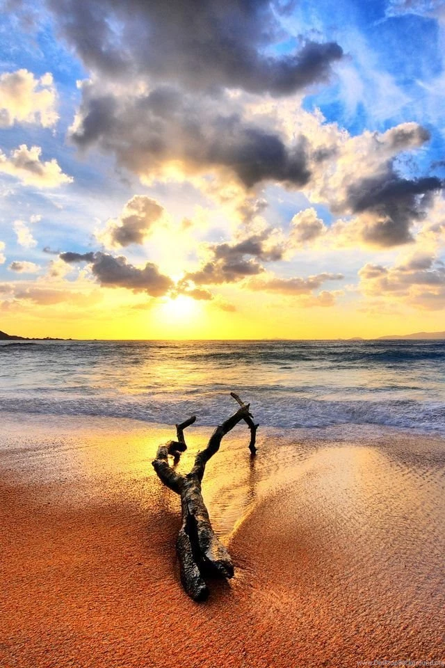 Sunset And Drift Wood On The Beach Backgrounds   Beach Wallpapers