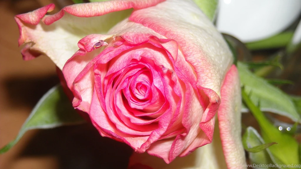 Roses Wallpapers Barbaras HD Wallpapers