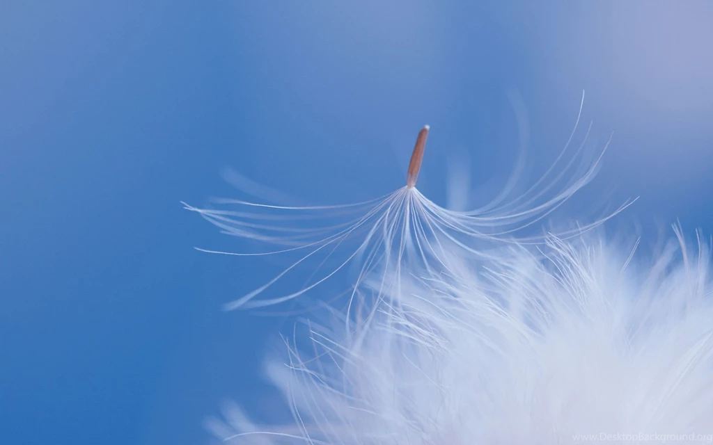Feather Wallpapers