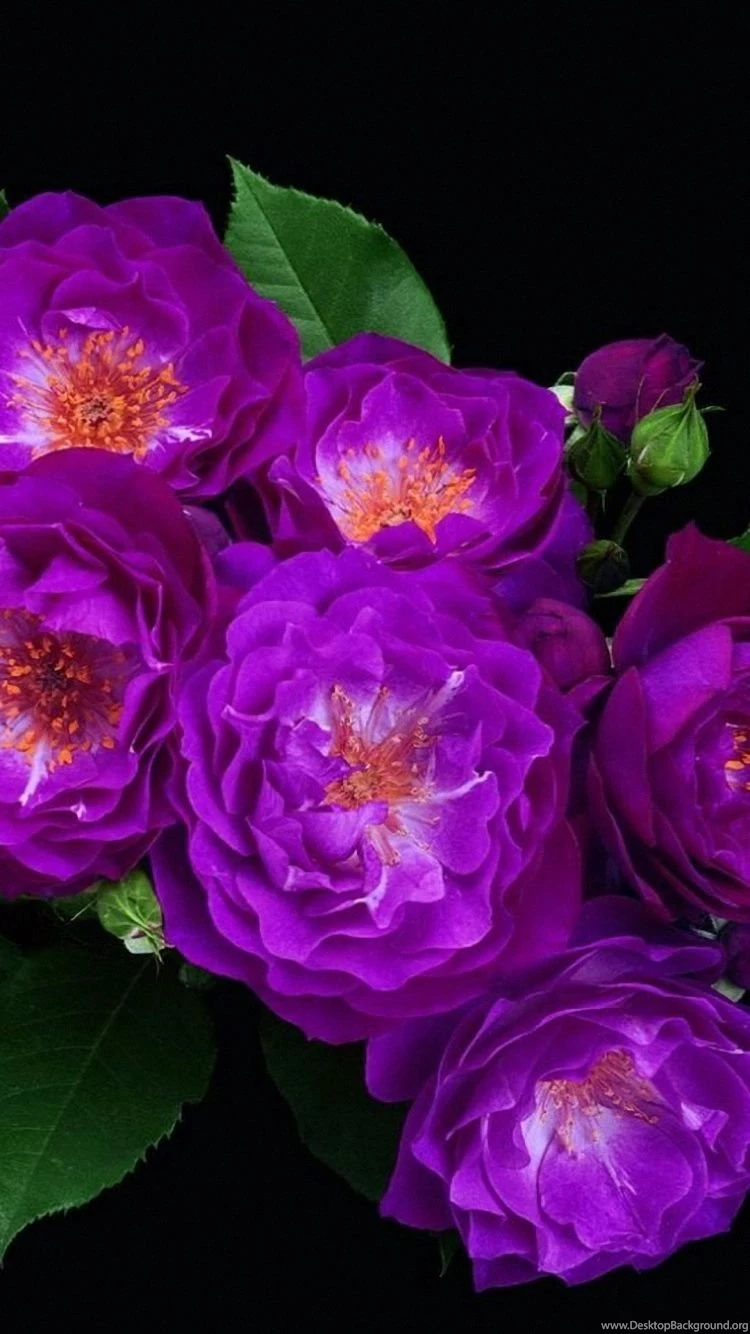 HD Colorful Flowers Leaves Black Backgrounds Free Downloads For ...