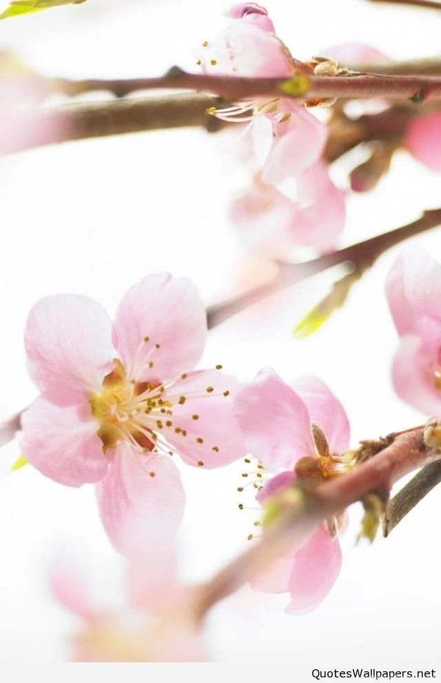 IPhone 4 Flower Wallpaper 07.jpg