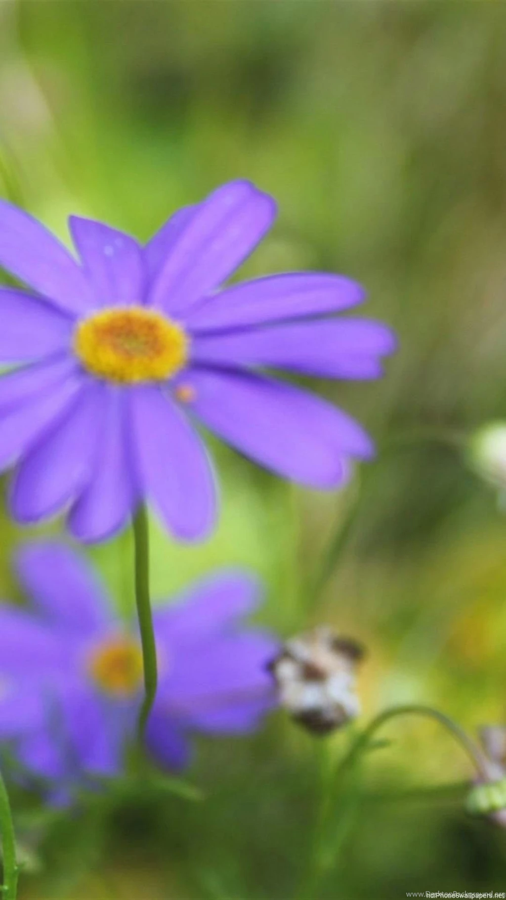 Flowers Summer Nature Green iPhone 6 Wallpapers HD And 1080P 6 ...