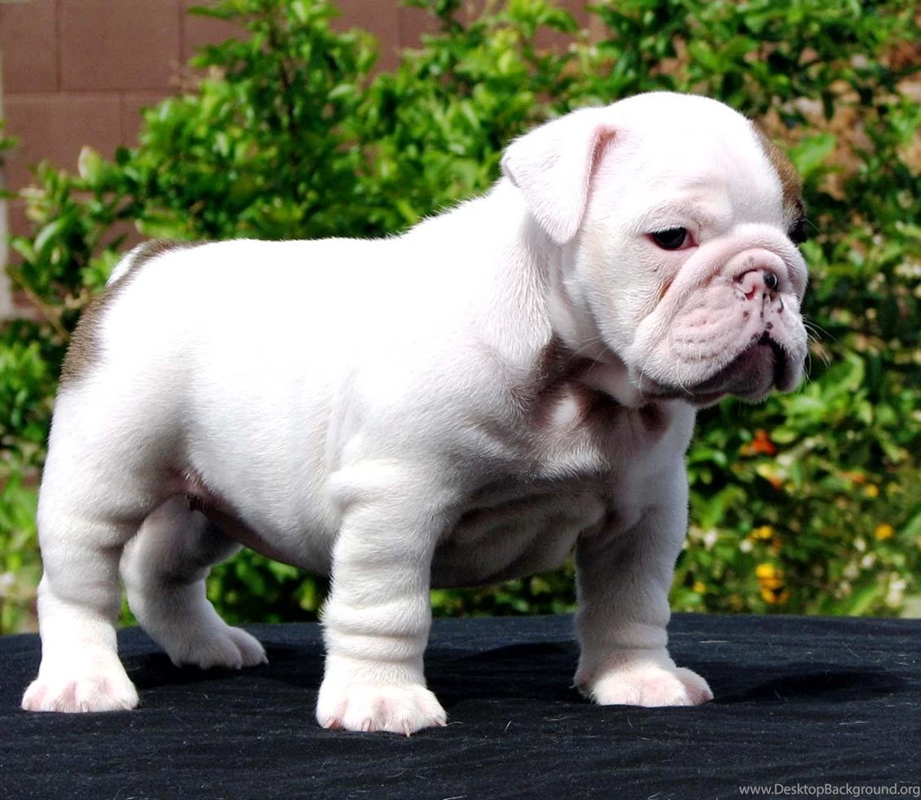 Bulldog Puppy HD Wallpapers