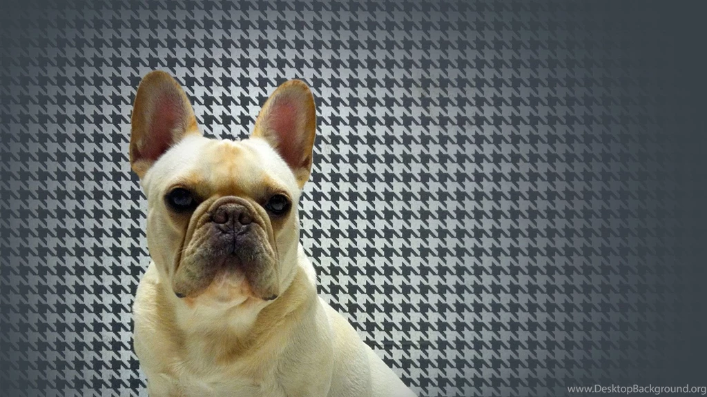 French Bulldog Wallpaper Images