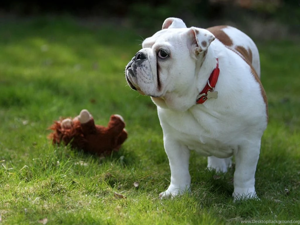 English Bulldog Wallpapers HD