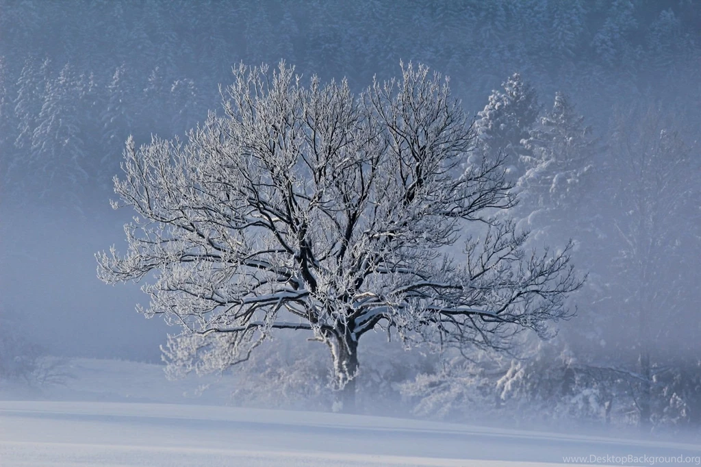 Winter Snow Frost Tree Wallpapers