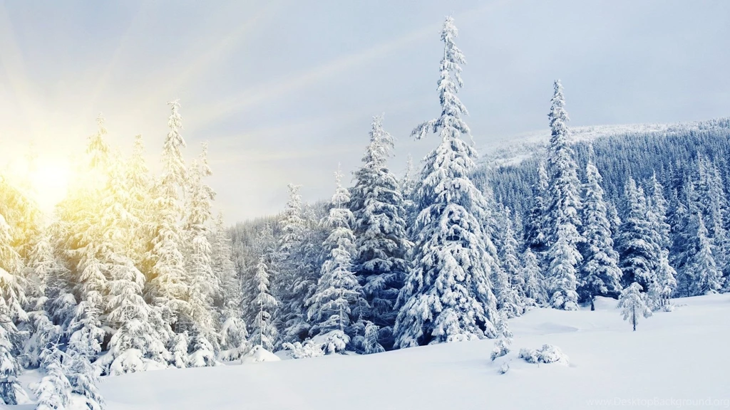 Winter Snow covered Trees Wallpapers And Images   Wallpapers ...