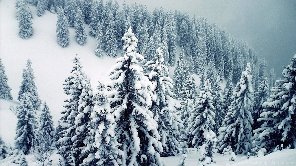 Snow Winter Trees Wallpapers Wallpapers Download