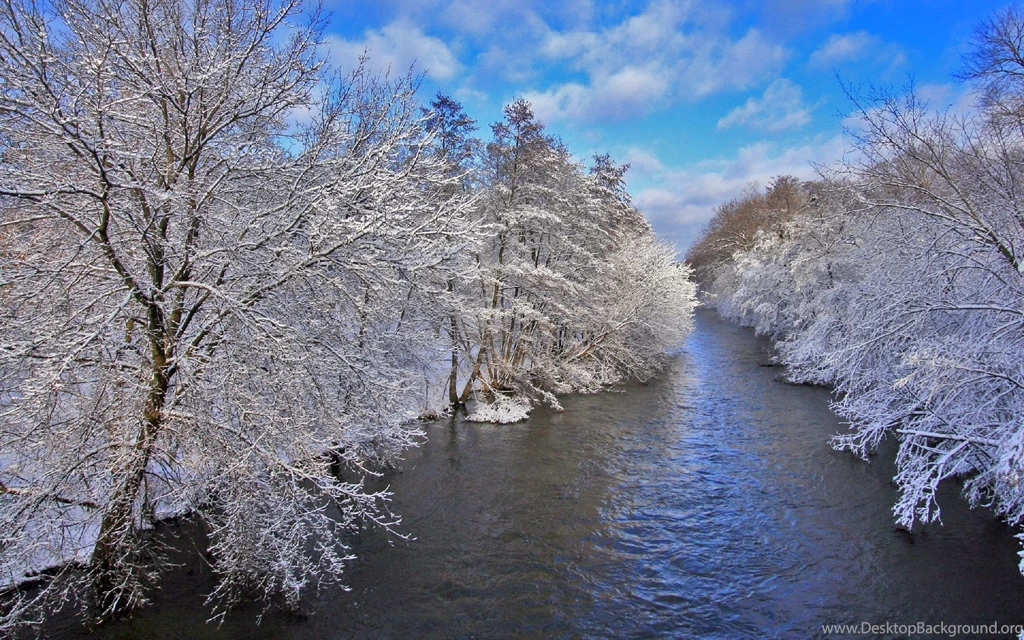 Winter Snow Trees