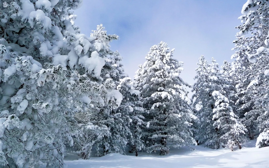 Winter Snow Trees Wallpapers & Pictures Free Deskto Download