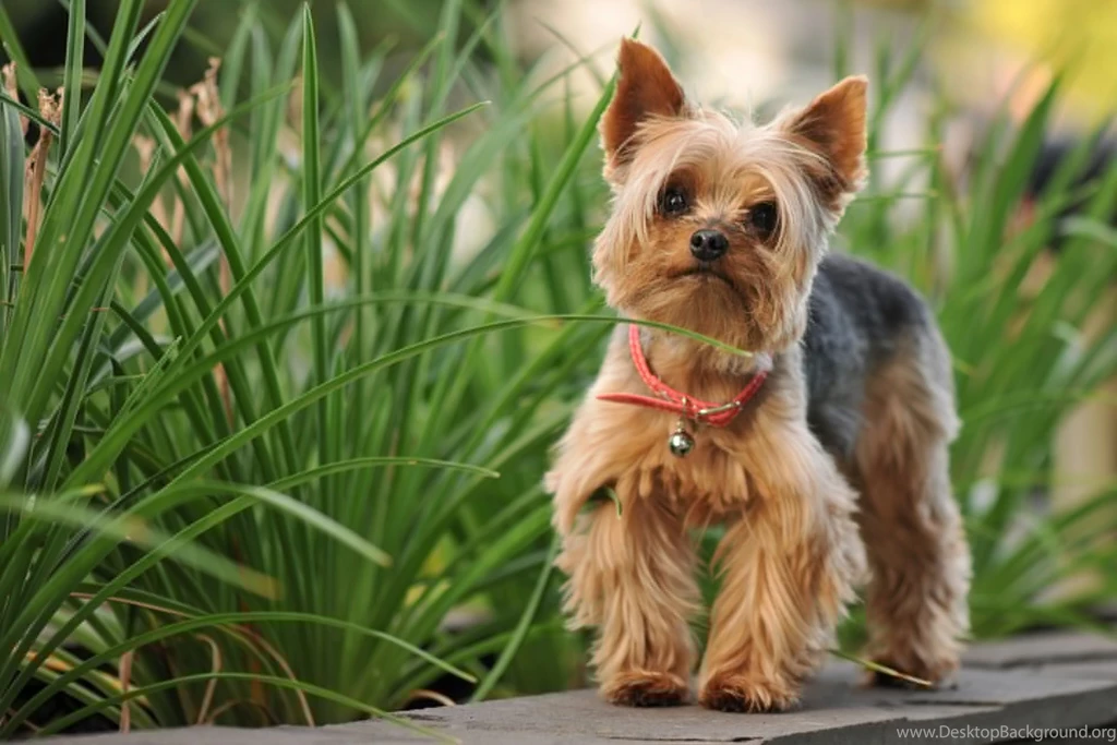 Yorkshire Terrier Wallpapers