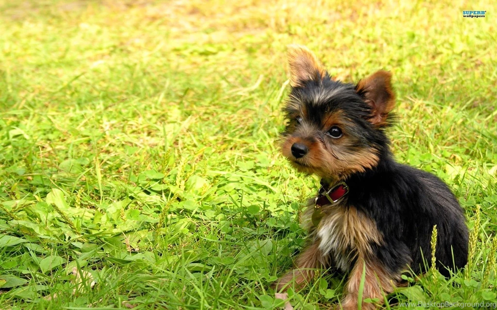 Yorkshire Terrier Puppy Wallpapers   Animal Wallpapers