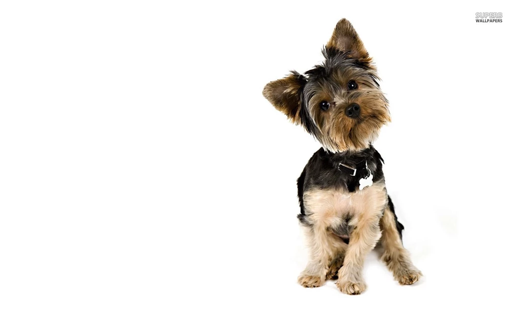 Curious Yorkshire Terrier Wallpapers Animal Wallpapers