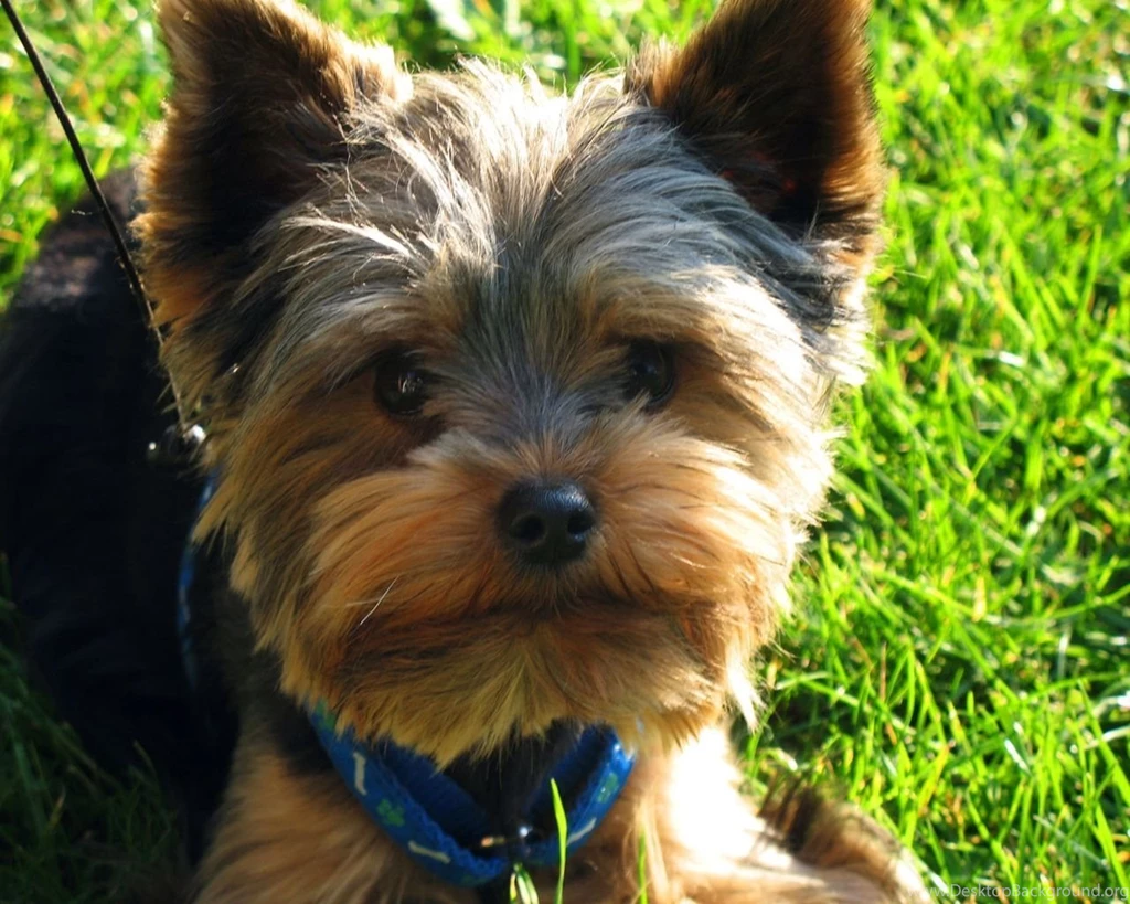 Yorkshire Terrier   Desktop Wallpapers