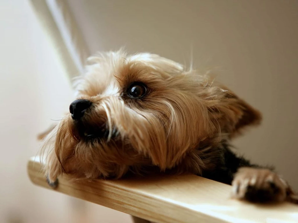 Cute Yorkshire Terrier Wallpapers And Picture Gallery