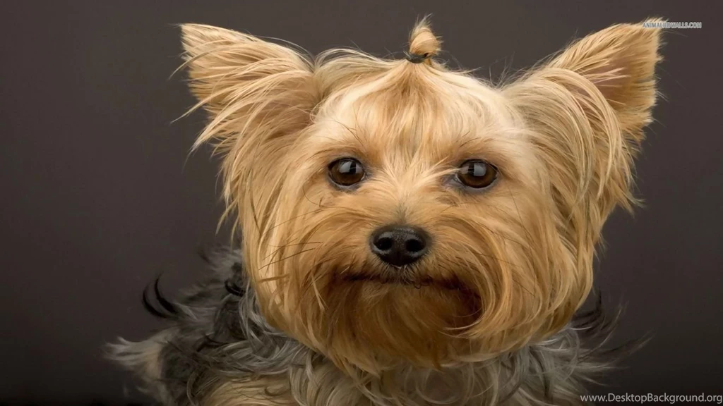 Yorkshire Terrier Windows 8 Wallpapers