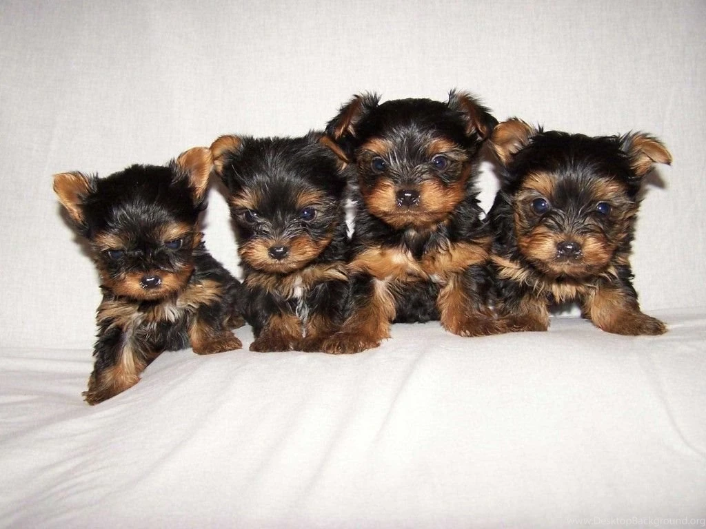 Yorkshire Terrier Wallpapers Desktop