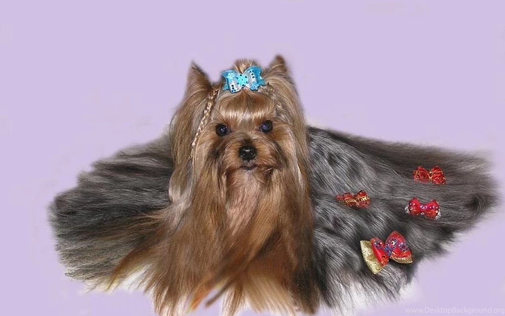Yorkshire Terrier 1920x1200 Wallpapers,Yorkshire Terrier 1920x1200 ...