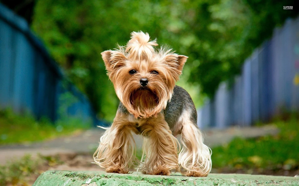 Yorkshire Terrier Wallpapers   Animal Wallpapers