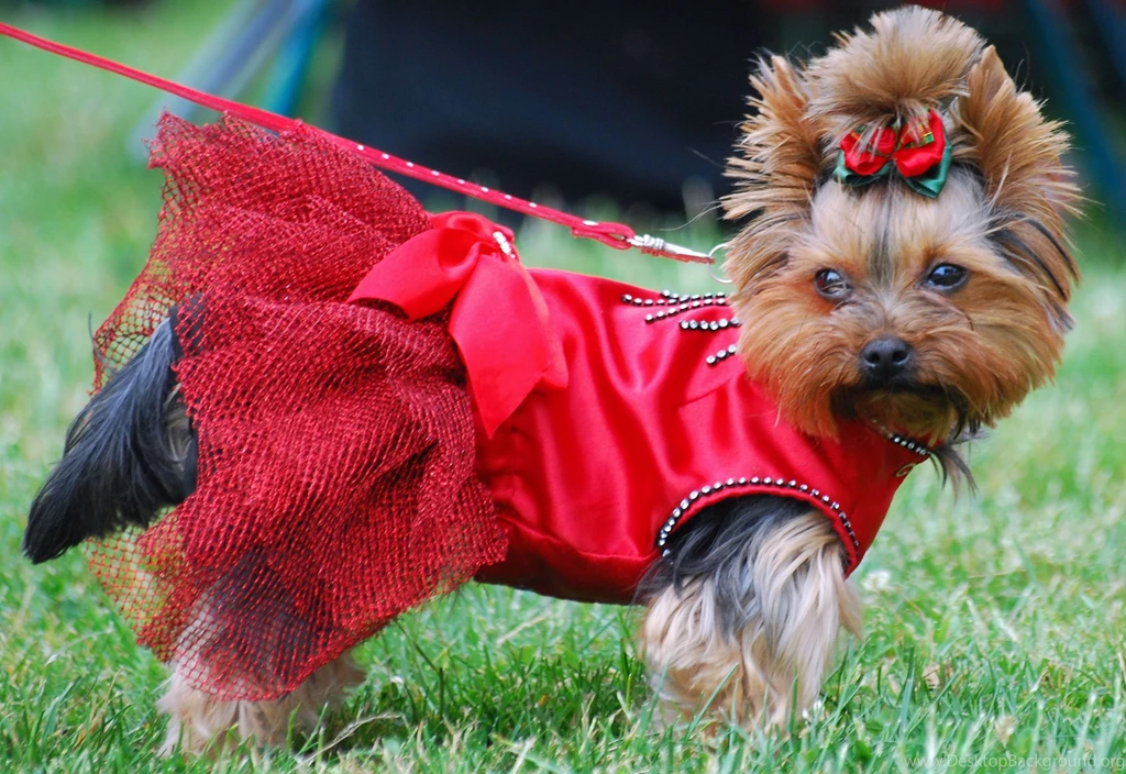 Yorkshire Terrier Dog In The Red Dress Photo And Wallpapers ...