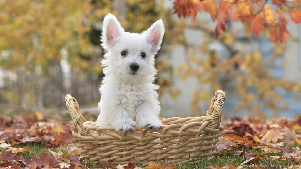White Terrier dog wallpaper 121221 1920x1080.jpg