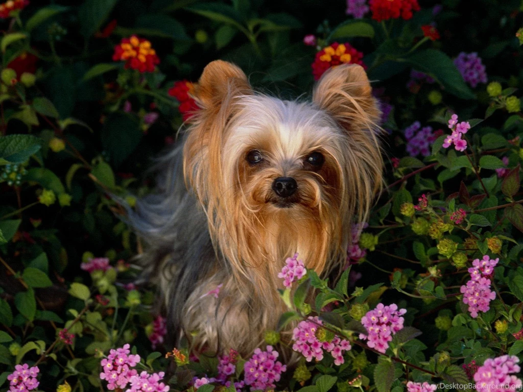 Free Wallpapers Mini Yorkshire Terrier