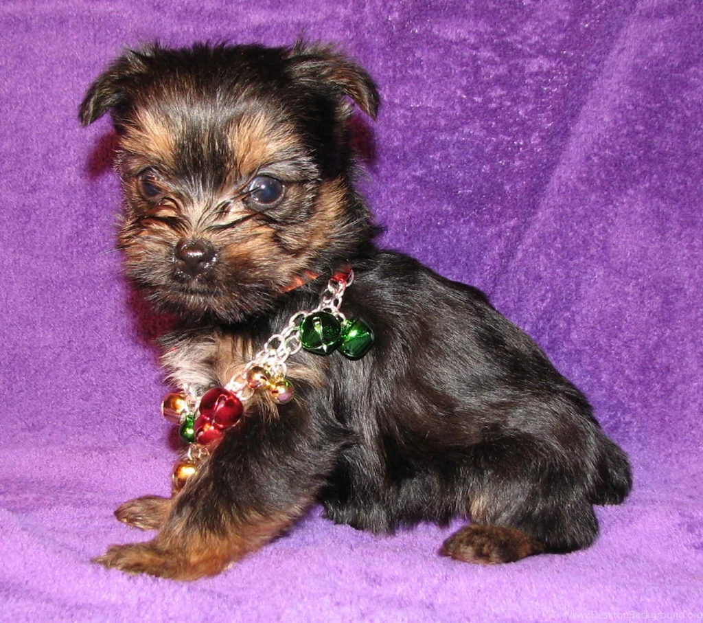 Yorkshire Terrier Dog With A Necklace Photo And Wallpapers ...
