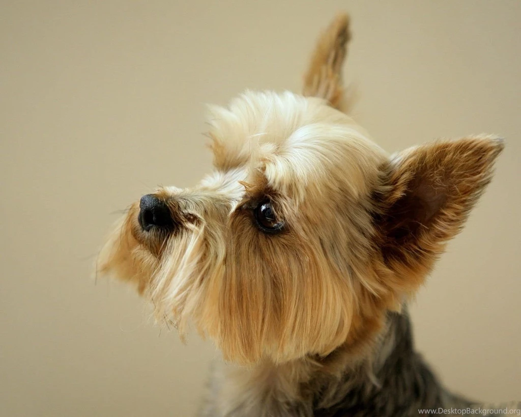 Dog breed yorkshire terrier 52   The Dog Wallpapers   Best The Dog ...