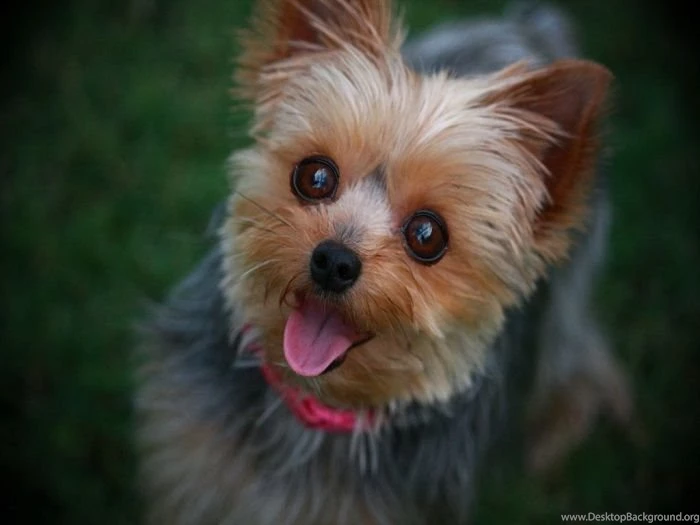 Top 25 Cutest Dog Breeds Around The World