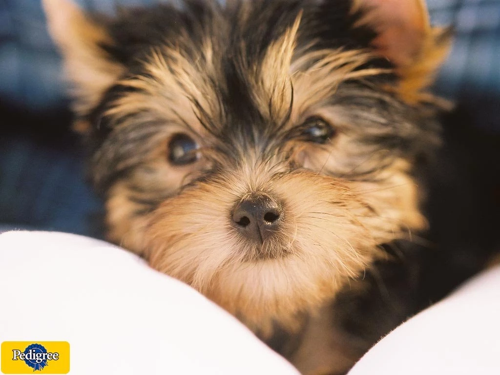 KapanLagi.com: Wallpapers   Yorkshire Terrier