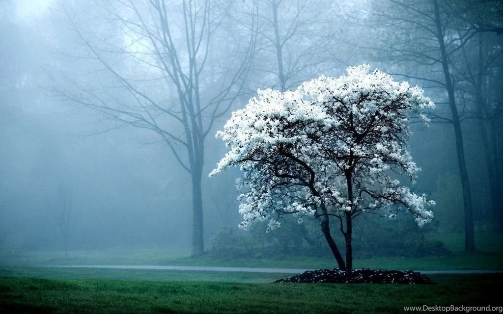 Amazing Nature Desktop Backgrounds