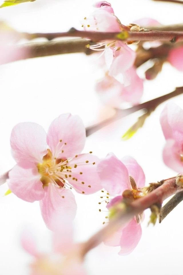 iPhone 4 Flower Wallpapers 07 Wallpapers,Beautiful Wallpapers ...