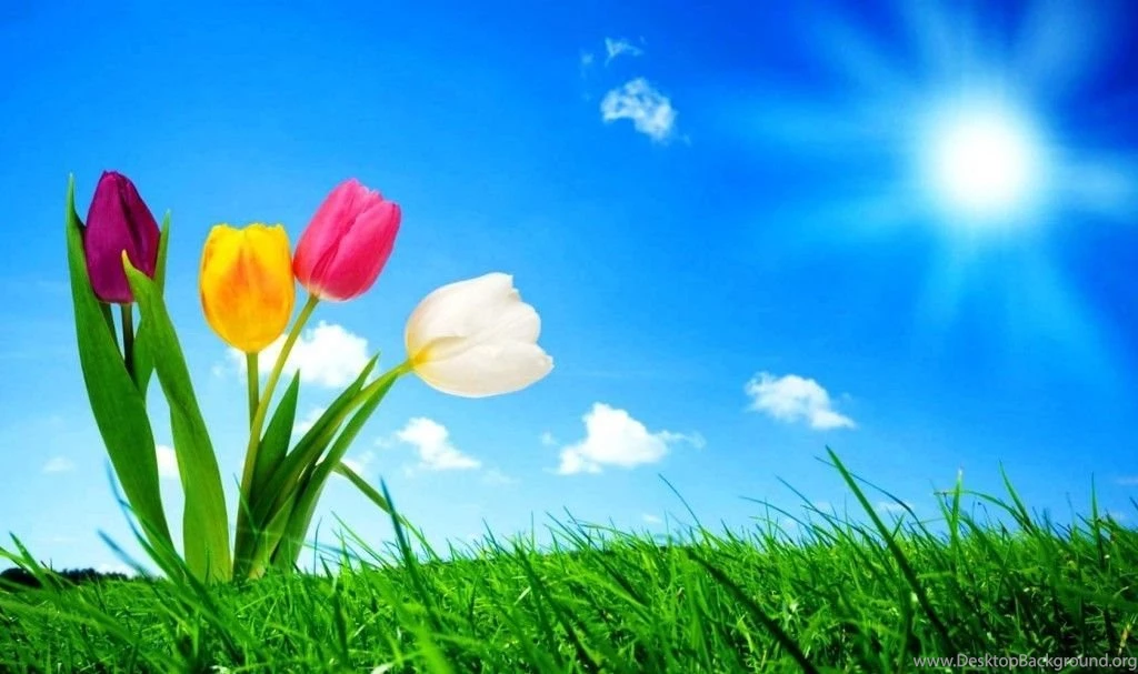 Tulips On The Valley On Desktop Wallpapers