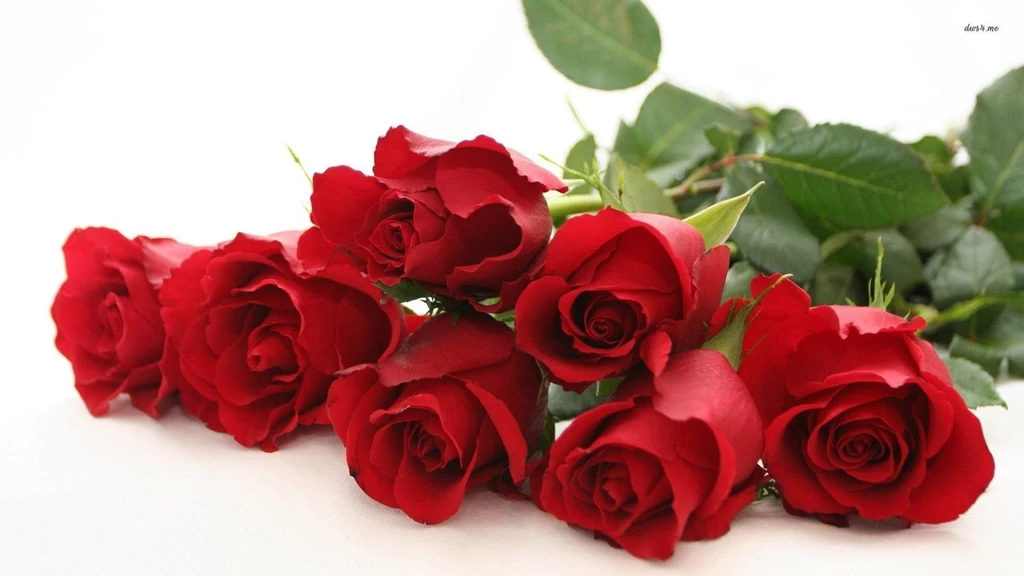 Red rose best hd wallpapers.jpg